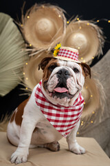 bulldogue fantasiado de caipira junino