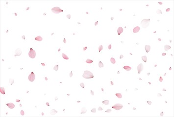 Sakura petals background. Cherry petals backdrop