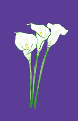 Elegant white calla lilie from different angles in vector illustration art design