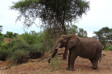 Obraz premium Afrikanischer Elefant / African elephant / Loxodonta africana