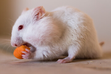 rat on a white background