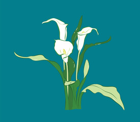 Elegant white calla lilie from different angles in vector illustration art design © Maggie Kuo