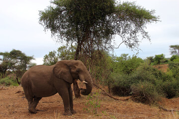 Afrikanischer Elefant / African elephant / Loxodonta africana