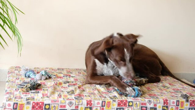 Mi película. Vídeo de perro jugando con cuerda en su cama. Mascota jugando sola con juguete.