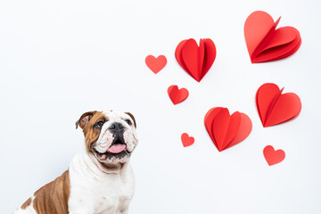 Bulldogue com corações para dia dos namorados
