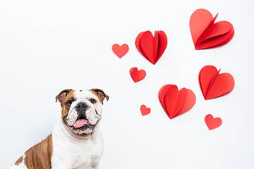Bulldogue com corações para dia dos namorados