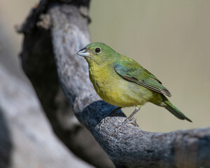 Immature Male Painted Bunting