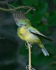 Immature Male Painted Bunting