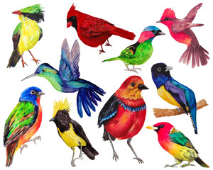 set of watercolor colorful birds 