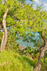 Scenery with sea and trees