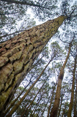 Fototapeta premium Bosques de Mar de las Pampas,Buenos Aires IV