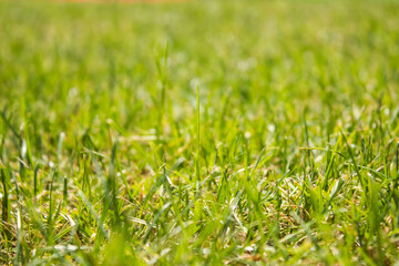 green grass background in full sun in perspective with blurred background