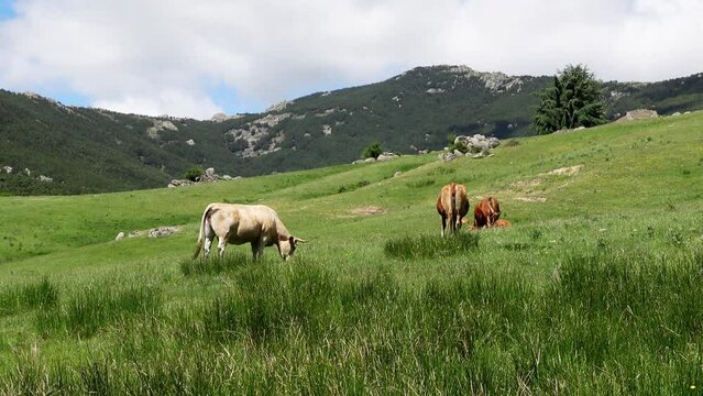 Cows grazing quietly in the high mountain field, Guadarrama Madrid.