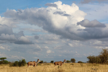 Großer Kudu / Greater Kudu / Tragelaphus strepsiceros.