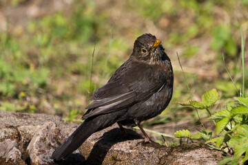 Close up view of a common eurasian blackbird female on the ground after bathing looking at the viewer