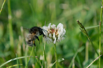 Flying bumblebee on the left side of a white clover flower in a lawn