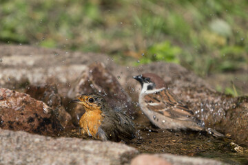 European red robin bathing in a birdbath while spraying water droplets with a tree sparrow in the blurred background