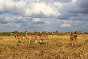 Großer Kudu / Greater kudu / Tragelaphus strepsiceros..........Großer Kudu / Greater kudu / Tragelaphus strepsiceros.