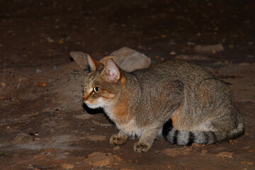 Afrikanische Falbkatze / African wildcat / Felis lybica.