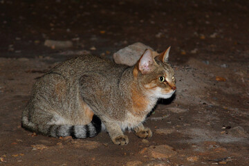 Afrikanische Falbkatze / African wildcat / Felis lybica © Ludwig