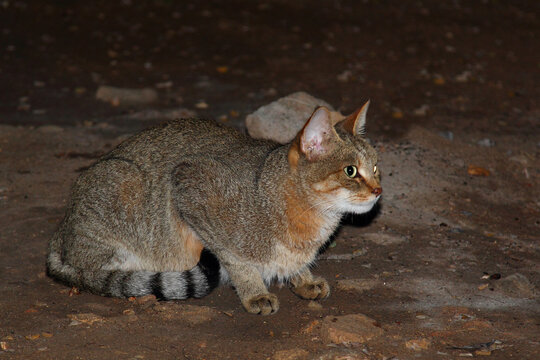 Afrikanische Falbkatze / African wildcat / Felis lybica