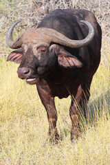 Kaffernbüffel / African buffalo / Syncerus caffer