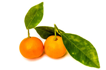 Kumquats ronds avec feuilles , fortunella japonica