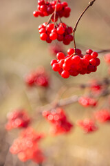 Autumn natural yellow orange blank defocused background with red viburnum berries. Beauty in nature in autumn
