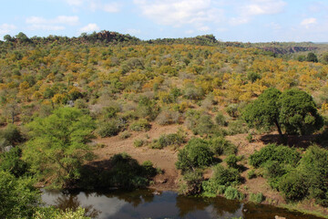Afrikanischer Busch - Krügerpark - Sweni River / African Bush - Kruger Park - Sweni River /