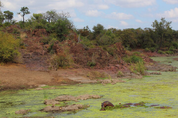 Flußpferd im Sweni River / Hippopotamus in Sweni River / Hippopotamus amphibius