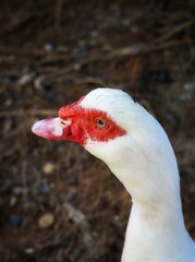 portrait of a muscovy duck