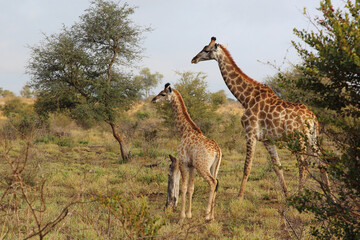 Giraffe / Giraffe / Giraffa camelopardalis.