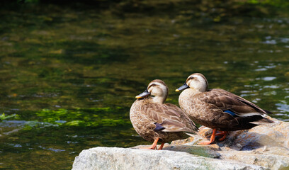 A couple of spot-billed ducks resting on a rock