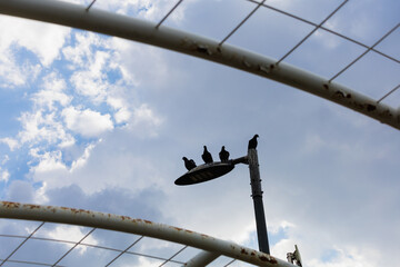 Obraz premium 4 pigeons on a street lamp