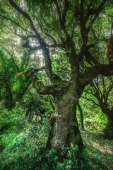 Big tree in San Leonardo forest