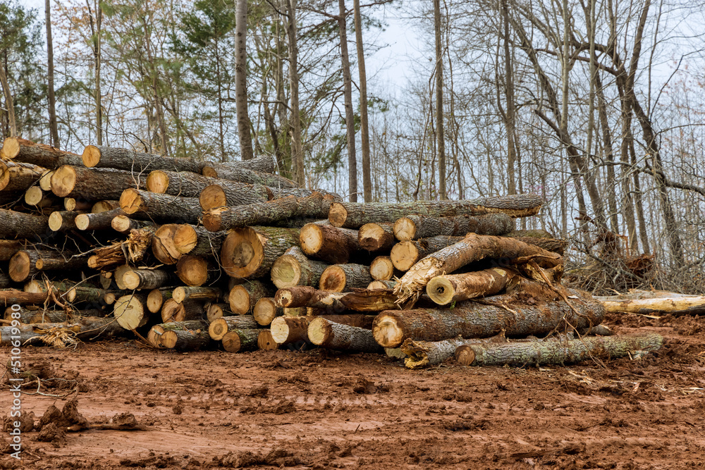 Wall mural trees chopped and stacked with preparation clearing land new residential development construction