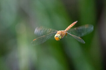 Green-eyed hawker or Norfolk hawker dragonfly (Aeshna isoceles) in flight over a pond.
