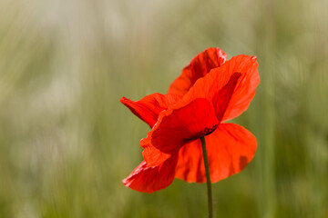 poppy flowers in the field