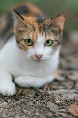 Naklejka na ściany i meble 日本の森に暮らす猫
