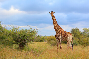 Giraffe / Giraffe / Giraffa camelopardalis