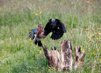 Eurasian jay and a jackdaw in a stand off on a log in a meadow