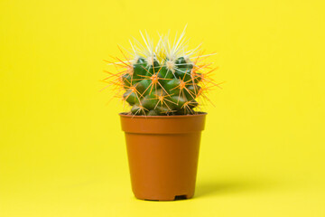 Small cactus in a pot on a yellow background. Home plant