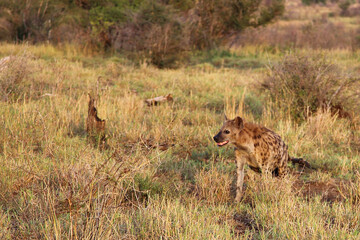 Tüpfelhyäne / Spotted hyaena / Crocuta crocuta