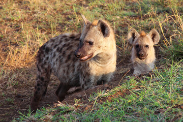 Tüpfelhyäne / Spotted hyaena / Crocuta crocuta...