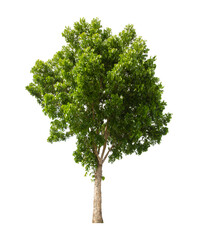 Fototapeta premium Single Tree isolated on white background, With Clipping path.