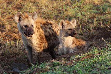 Tüpfelhyäne / Spotted hyaena / Crocuta crocuta...