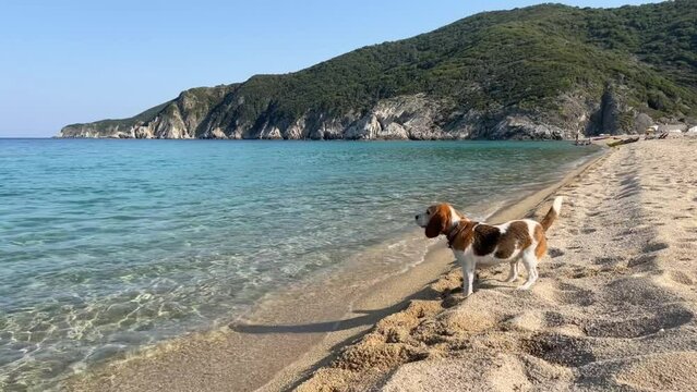 Beagle tree color dog on the sea shore. Beautiful Mediterranean landscape with cute dog. High quality 4k footage
