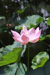 Screw pine It is a medium-sized shrub in the family PANDANACEAE with clump-like growth. The trunk is about 2-3 feet tall. It is an ornamental plant that can be grown both outdoors and in the shade.