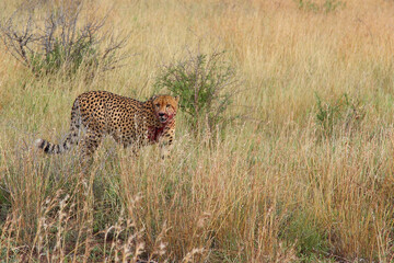 Gepard / Cheetah / Acinonyx jubatus.. © Ludwig