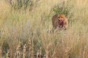 Gepard / Cheetah / Acinonyx jubatus..